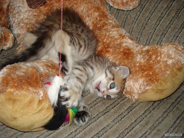 Котовторник на ЯПлакалъ! От числа 09.09.08