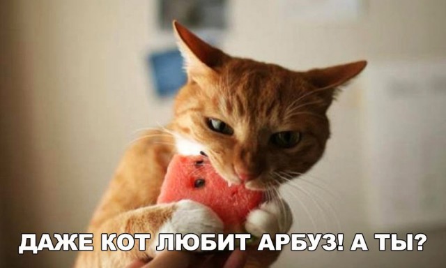 Немного милоты