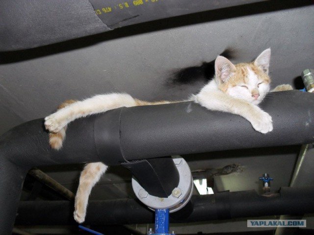 Котопятница