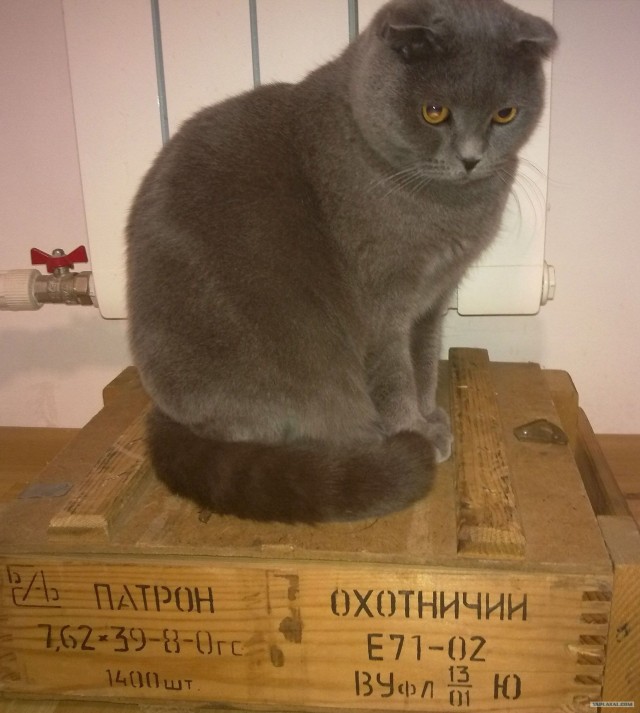 Коты, кошки и котята