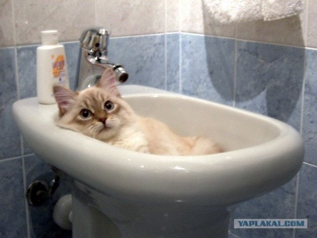 Котовторник. А как же?!