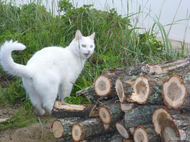 Эпический Котовторник!