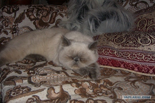 Котовторник на середину июня