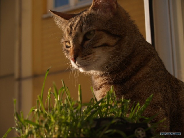 Котовторник с Максом