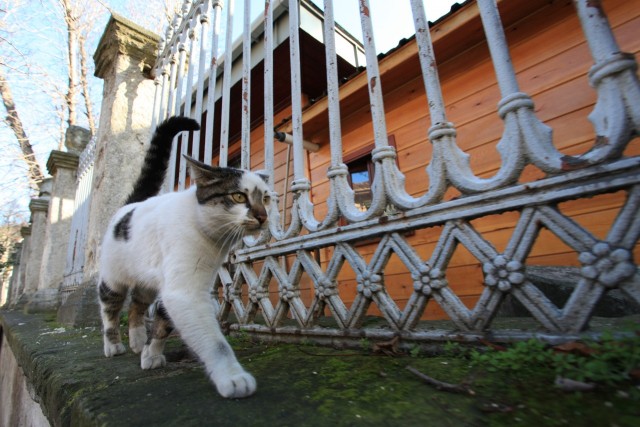 Котовторник (10.01.2012)