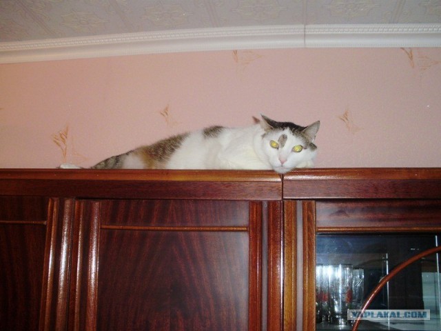 Котовторник (24. 01. 2012 )