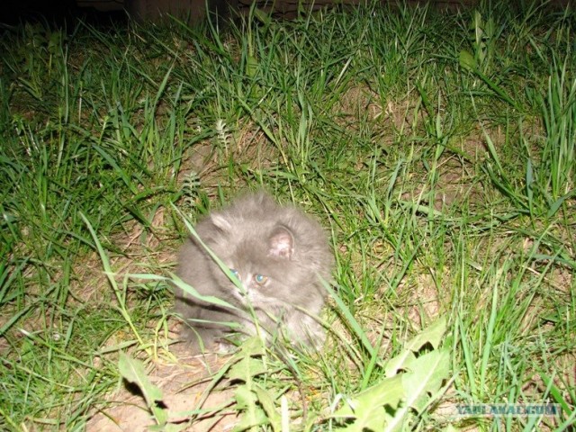 Котовторник (14.02.2012)