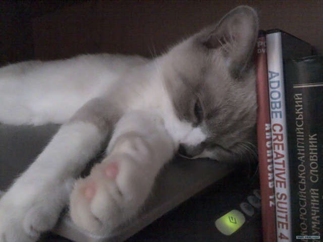 КОТОВТОРНИК (6.03.2012)