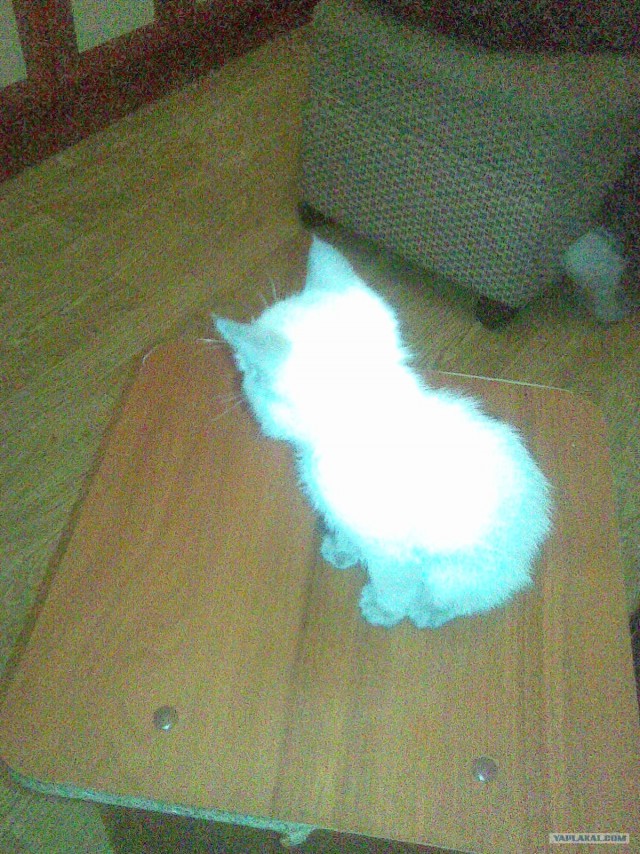 Котовторник 10.04.2012