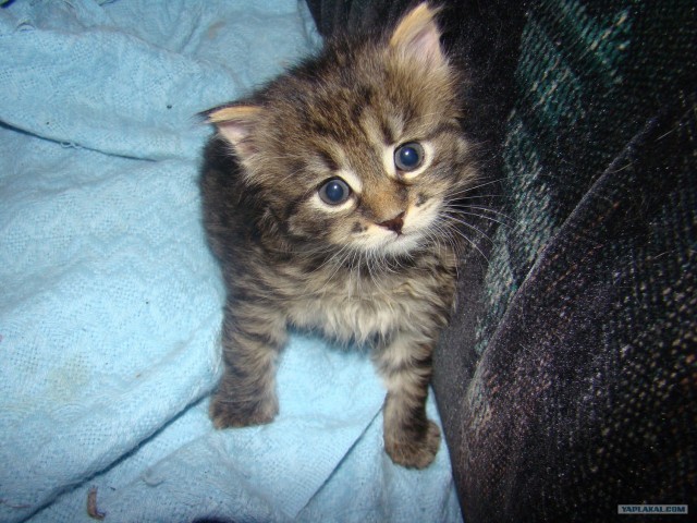 Котовторник 22.05.2012