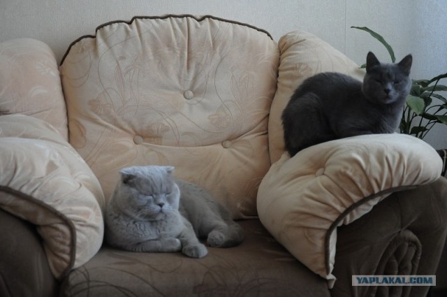 Котовторник   5.06.2012