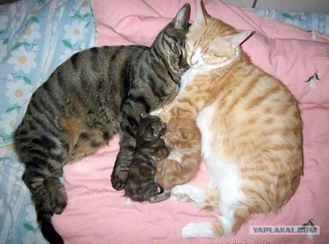 Котовторник 07.08.2012