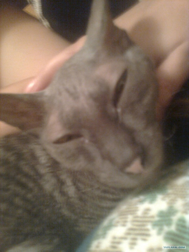 Котовторник  4.09.12