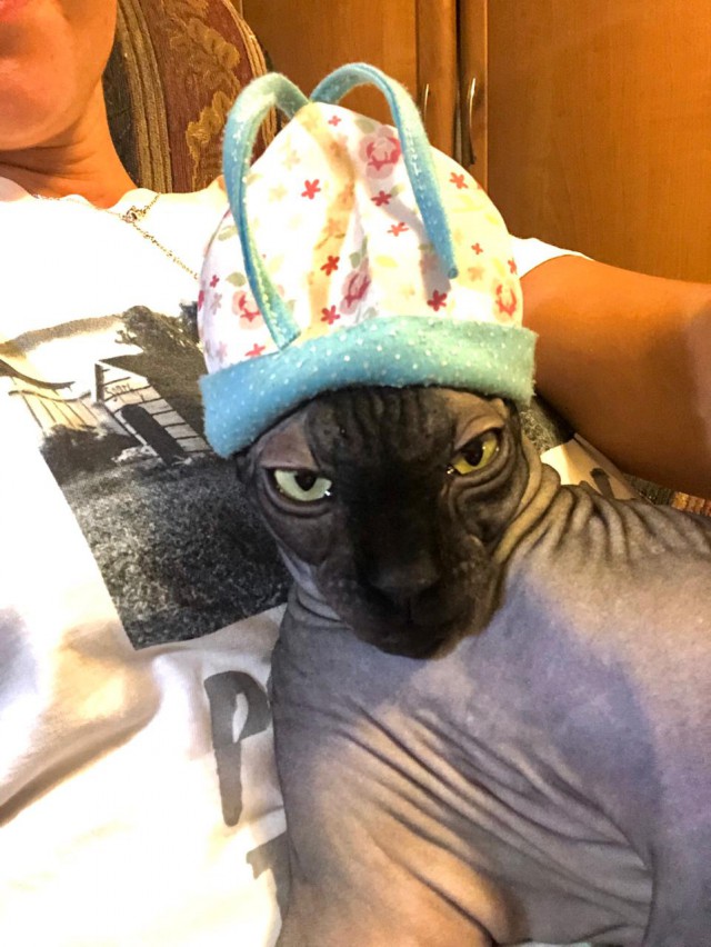 Котовторник 29.01.2019!