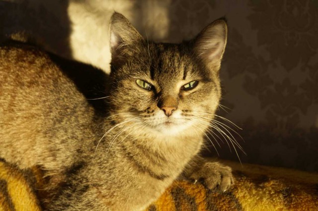 С Днём кошки!