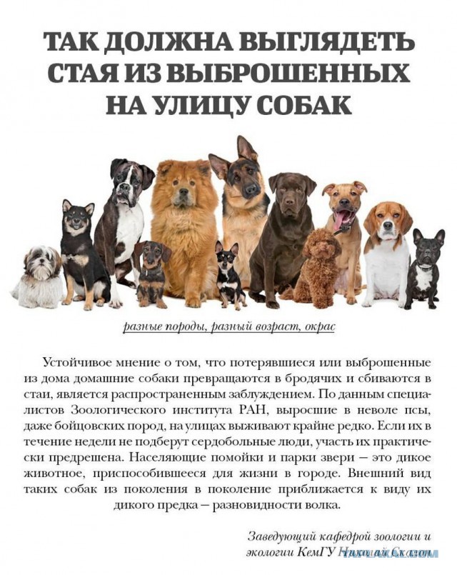В Якутске на подростка напали два алабая. Он спасался на трансформаторном столбе