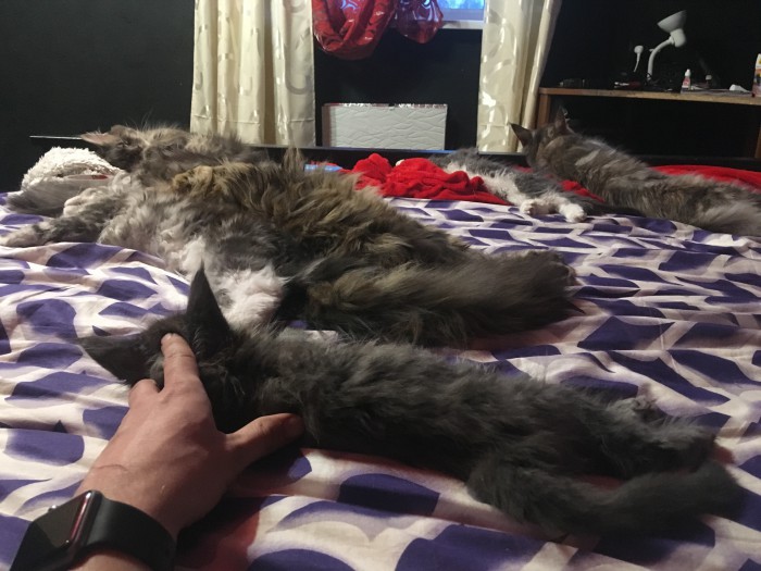 Почему НЕ стоит покупать котят у заводчиков
