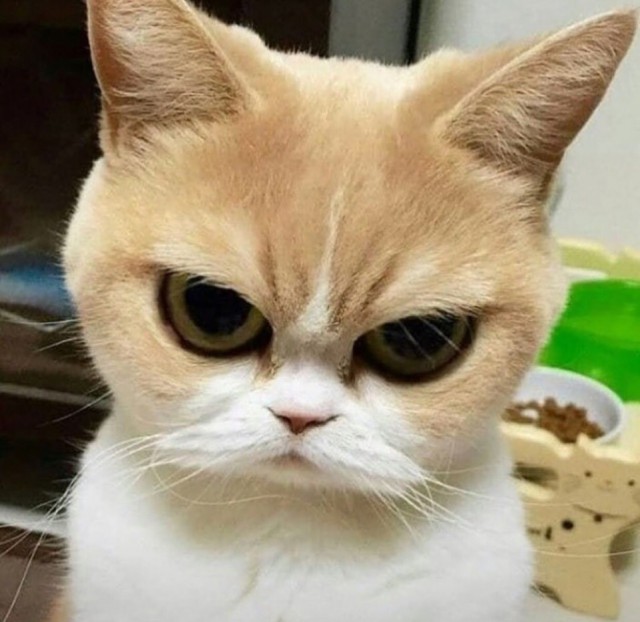 Забавные фото котеек