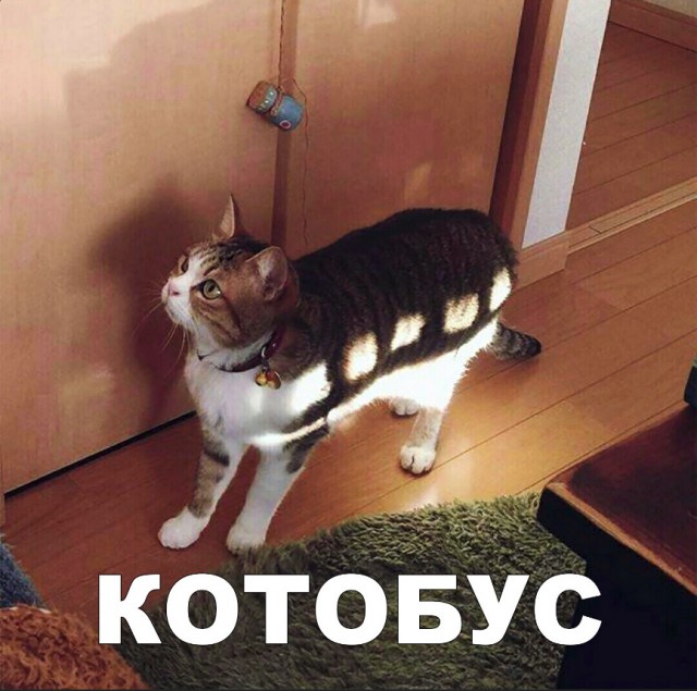 Нестандартный юмор