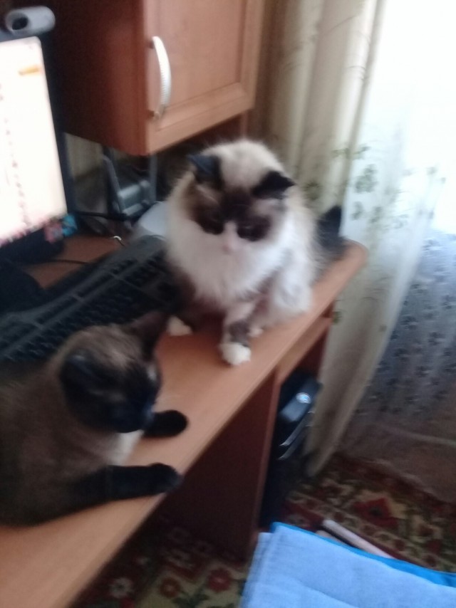 Котовторник однако