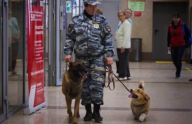 В нижегородской полиции служит единственный в России корги-коп