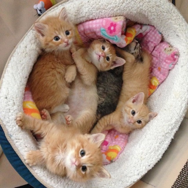 Забавные фото котеек