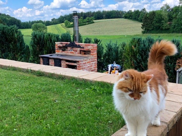 5 ошибок хозяина, которые сокращают жизнь домашней кошки