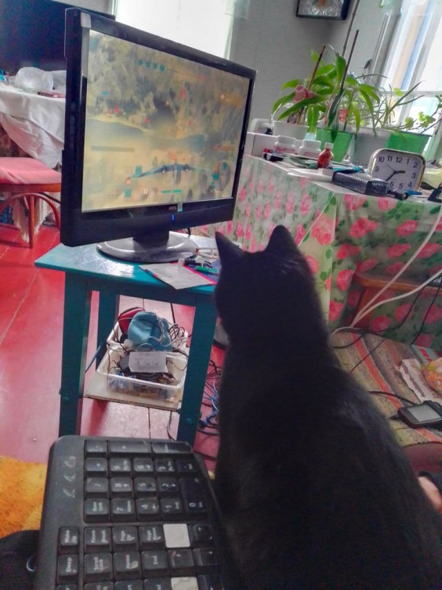 Котовторник. Добавляйте своих