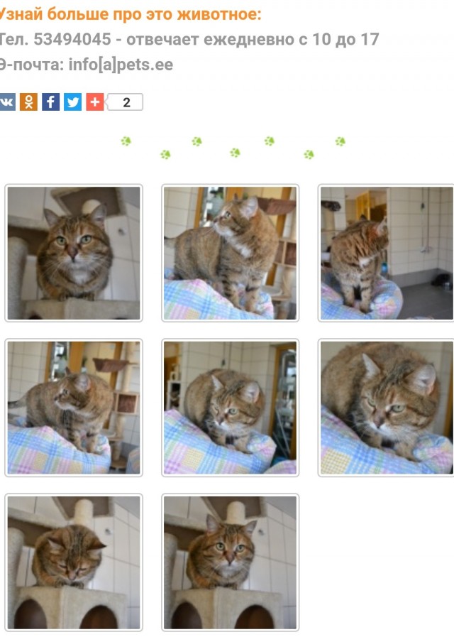 Картинки с котами и про котов