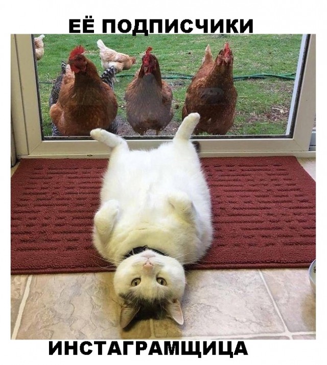 Весёлый полтишок 23.07