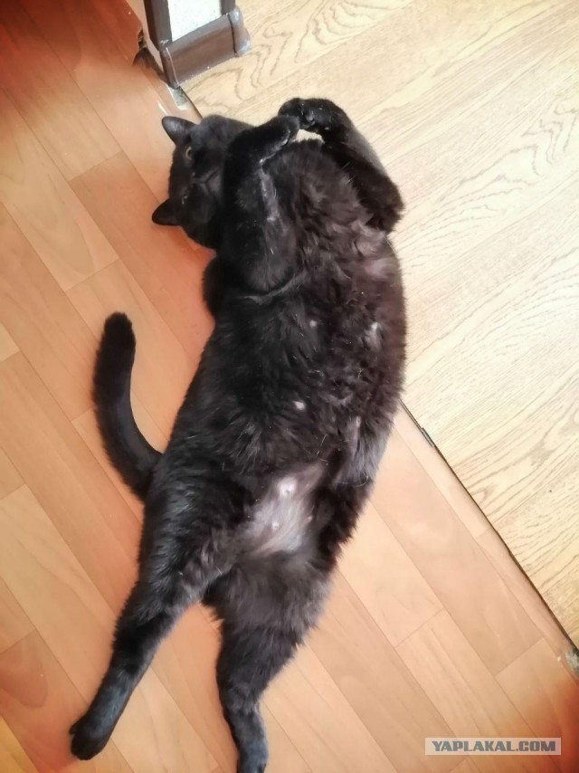 Солнце котовторника уже встало, Господа!