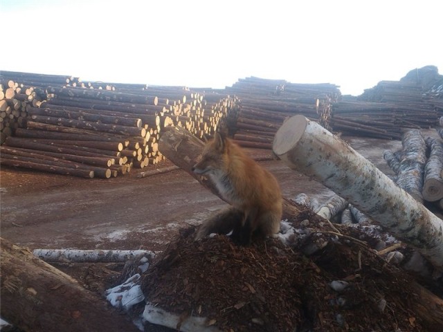 Прикормил