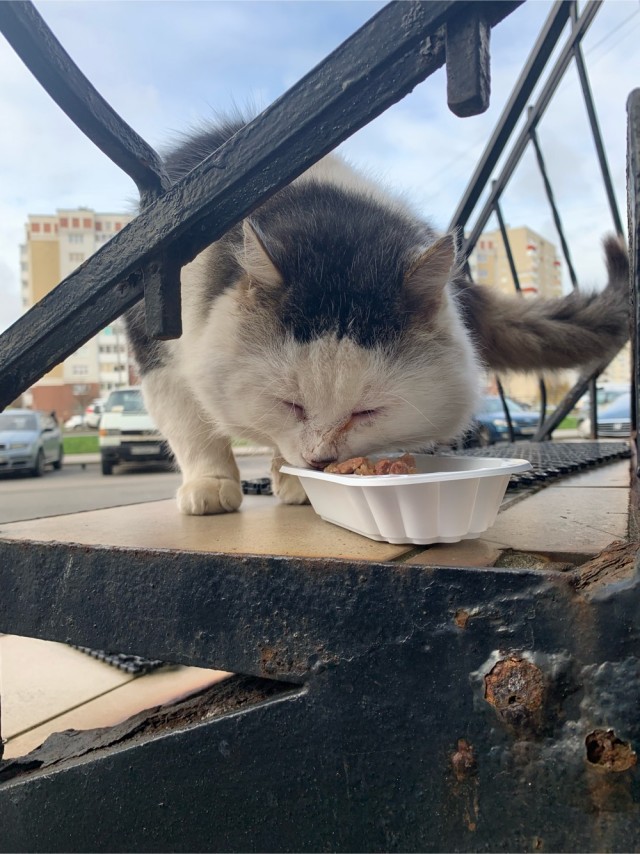 Вы, что спите? Вставайте, котовторник же!