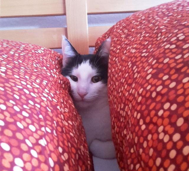 Котовторник 21.12.21
