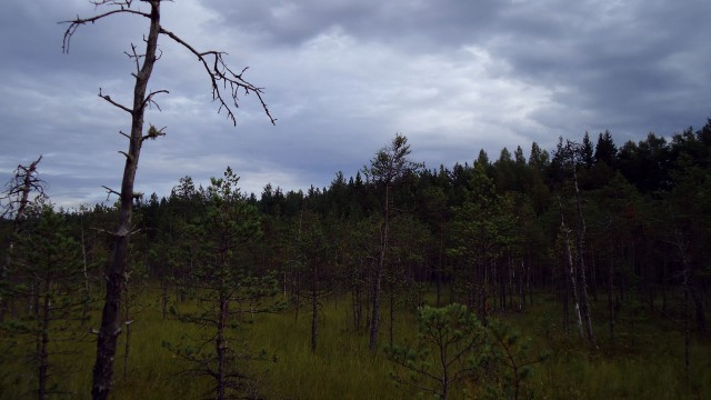 Лес в окрестностях Малуксы и Лезье-Сологубовка