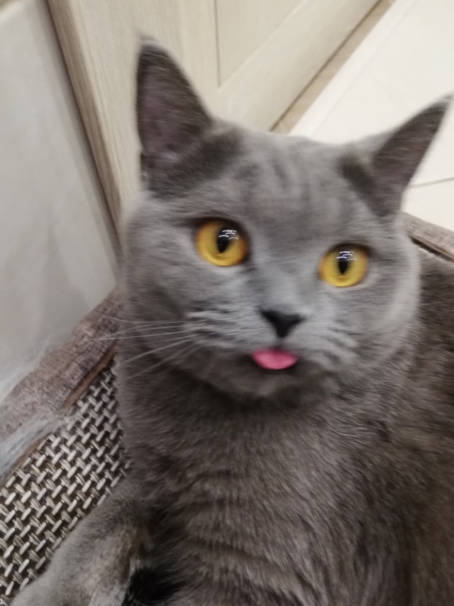 Котовторник. Февраль