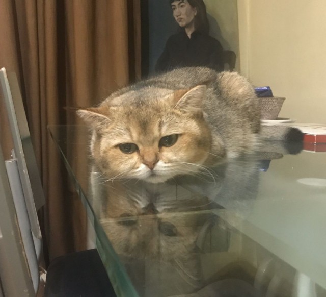 А что это мы котовторник не начинаем? Время пришло!