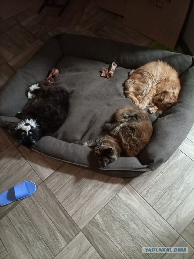 Котознатоки и котолюбители, созываю совет
