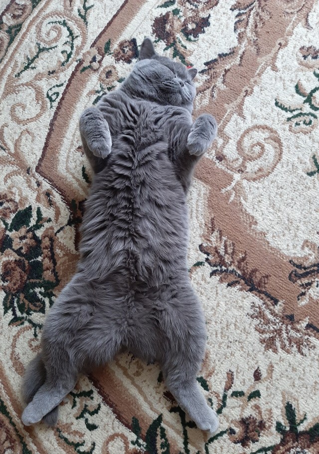 А это мой котан к котовторнику