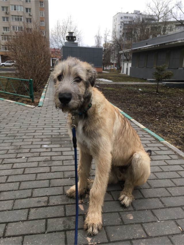 А у нас счастье невиданного масштаба