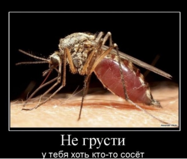 До какого этажа эти паразиты должны долетать?