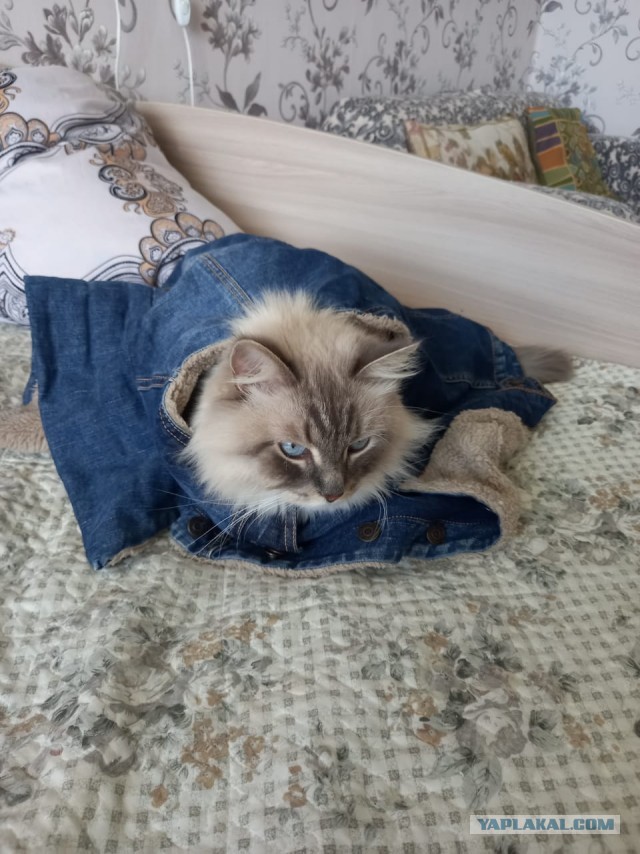 Котовторник 18.10.22
