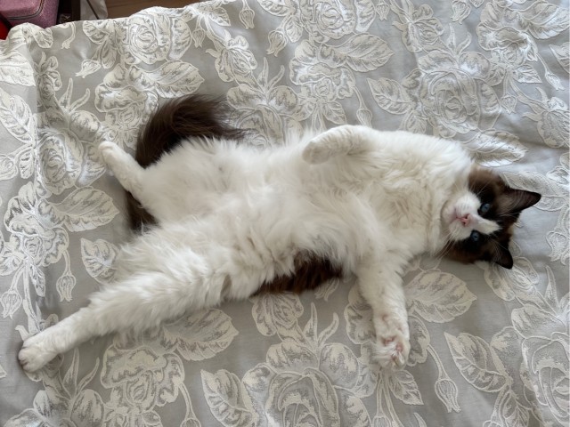 Котовторник 1.11.22