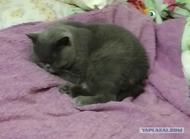 Котодракула