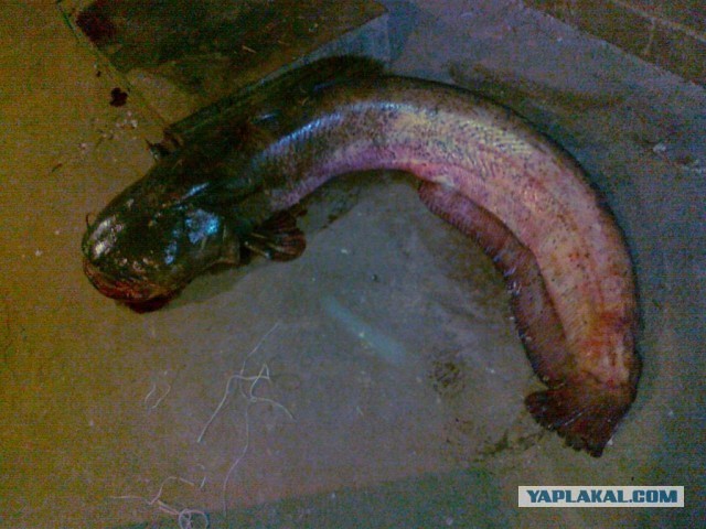 Небольшой сомик