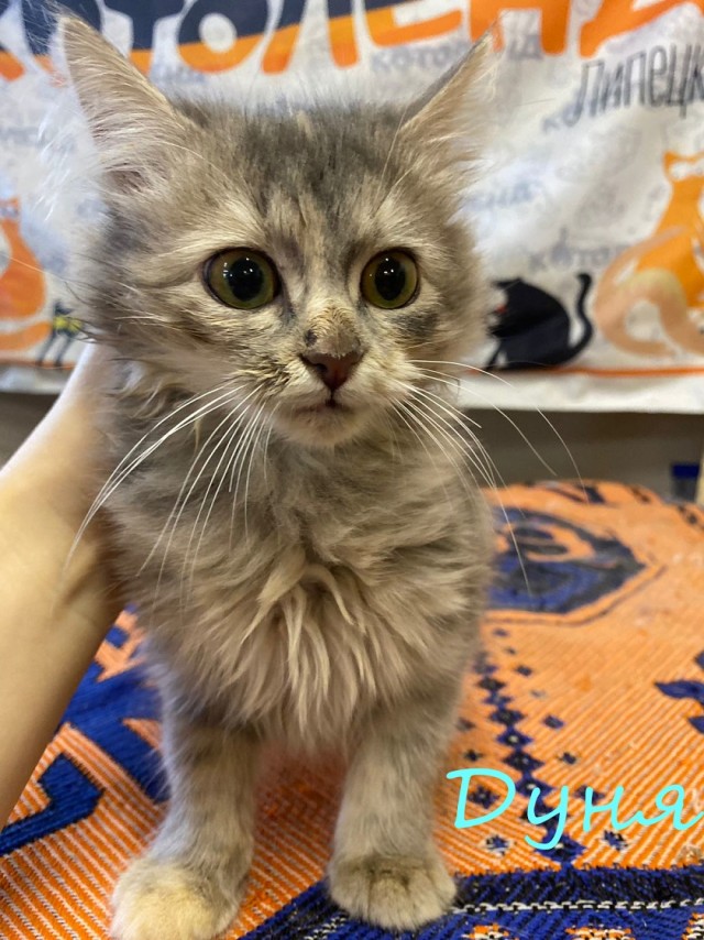 Жизнь домашнего приюта "Котоленд" 377