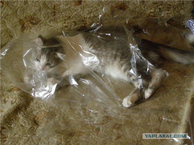 Еврей, завернутый в целлофан