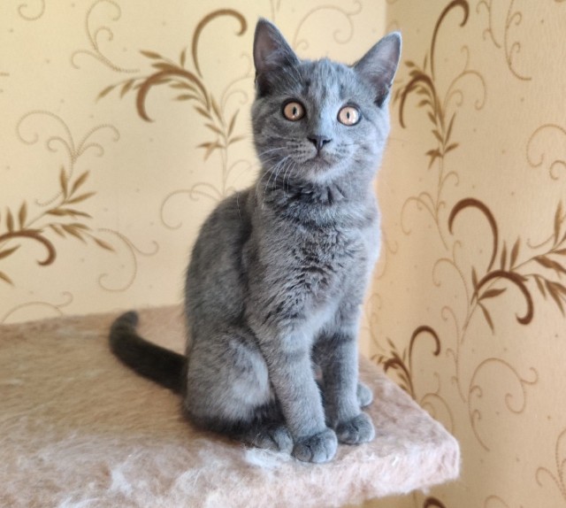 У нас появился кот