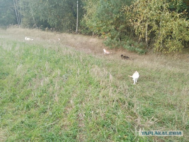 Жизнь домашнего приюта для котеек 466