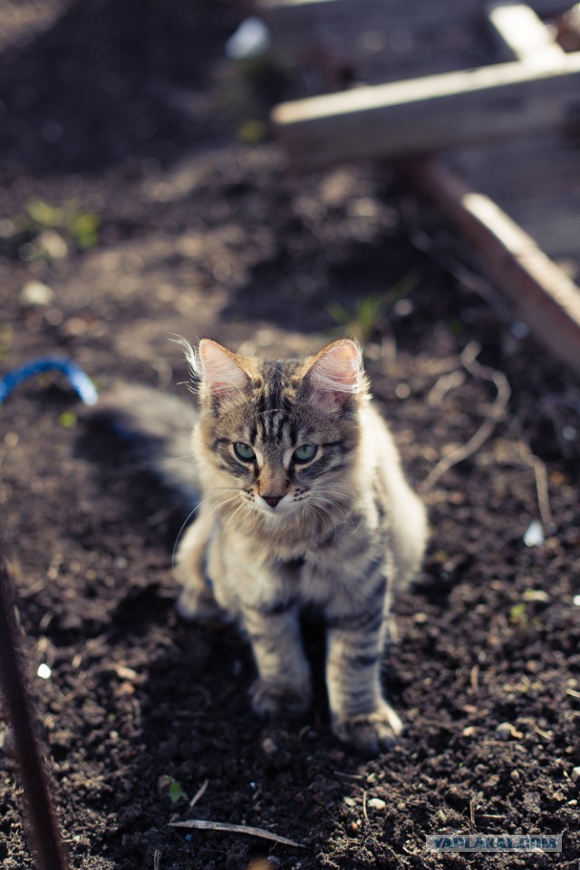 Котовторник 30.04.2013